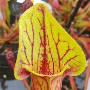 Sarracenia Hybrid H 152 Purpurea Ssp. Purpurea X Catesbyi 